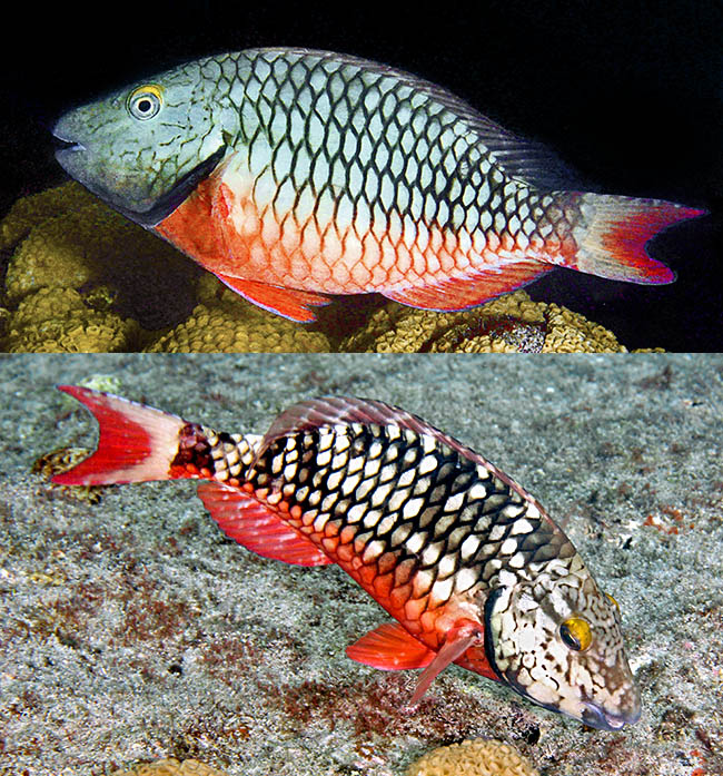 Then the big scales, initially white with the dark brown edge in the two upper thirds of the body, can take on almost black shades whilst the belly and the fins get coloured bright red and the head gray brown.