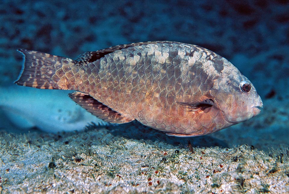 En comparación, las hembras tienen una librea de color marrón rojizo moteado mucho más estable, que probablemente dio lugar al nombre de pez loro jaspeado 