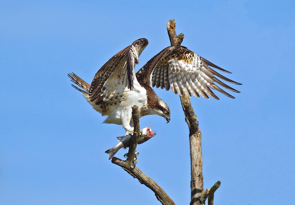 Pandion haliaetus