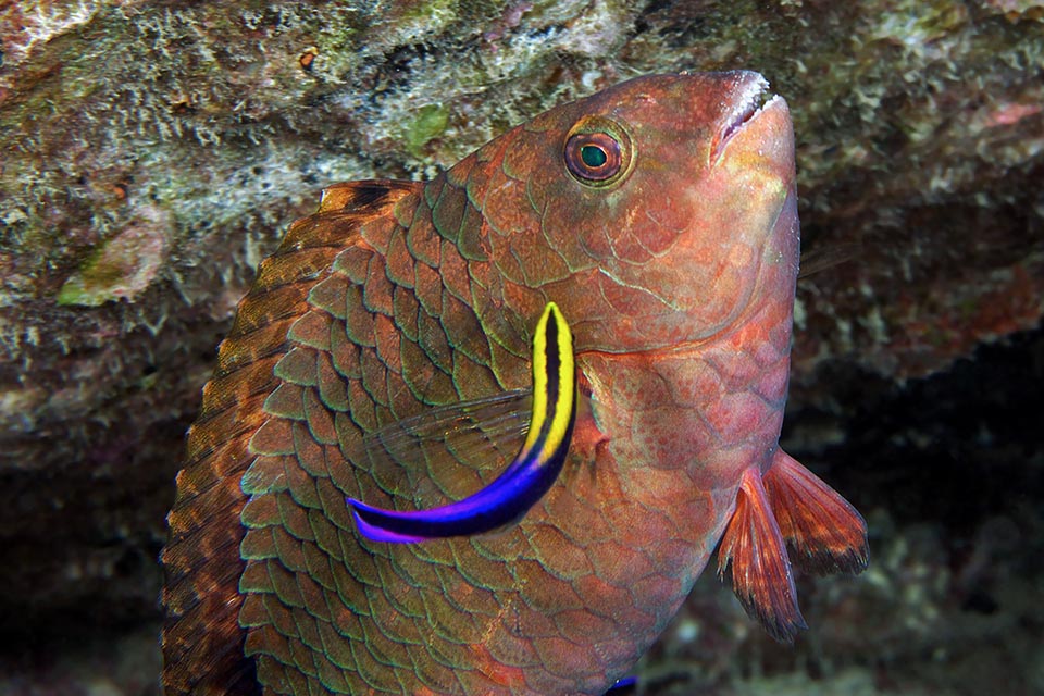 Hembra con un Labroides en una “estación de limpieza”, uno de los muchos lugares en el fondo del mar donde los grandes peces vienen a quitarse los parásitos de la piel 