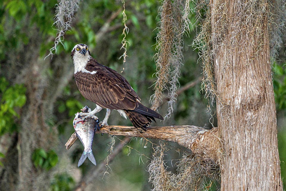 Pandion haliaetus