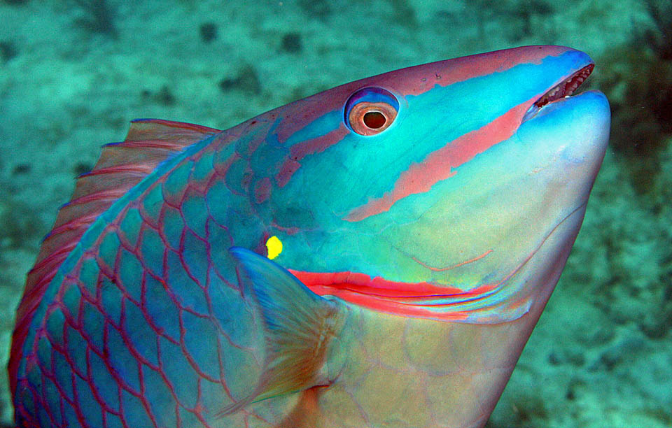 The male livery of Sparisoma viride completion is marked by the appearance of a luminous yellow spot on upper edge of operculum, from where the name of Stoplight parrotfish.