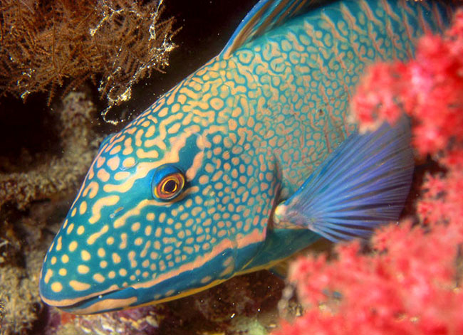 Cetoscarus ocellatus