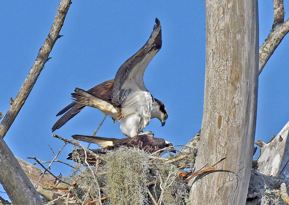 Pandion haliaetus