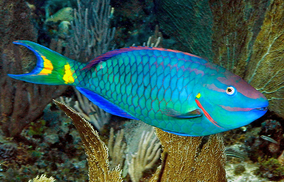 Spectacular colour palette of a male of Sparisoma viride in terminal phase. Among turquoise, blue and green changing shades, we note 3 dark pink bands in the upper part of the head, a showy red band on the edge and the membrane of the operculum, a vertical yellow band at the end of the peduncle and a yellow crescent on the caudal fin.