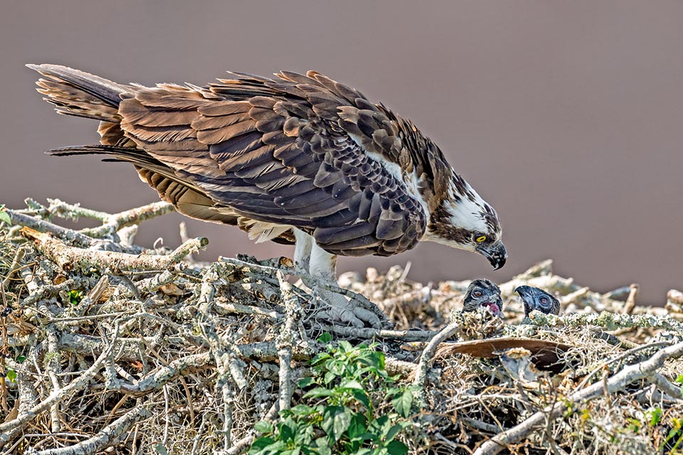 Pandion haliaetus