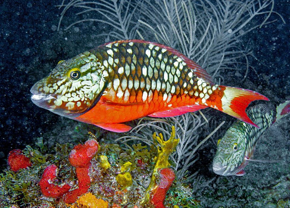 Sparisoma viride Monaco Nature Encyclopedia