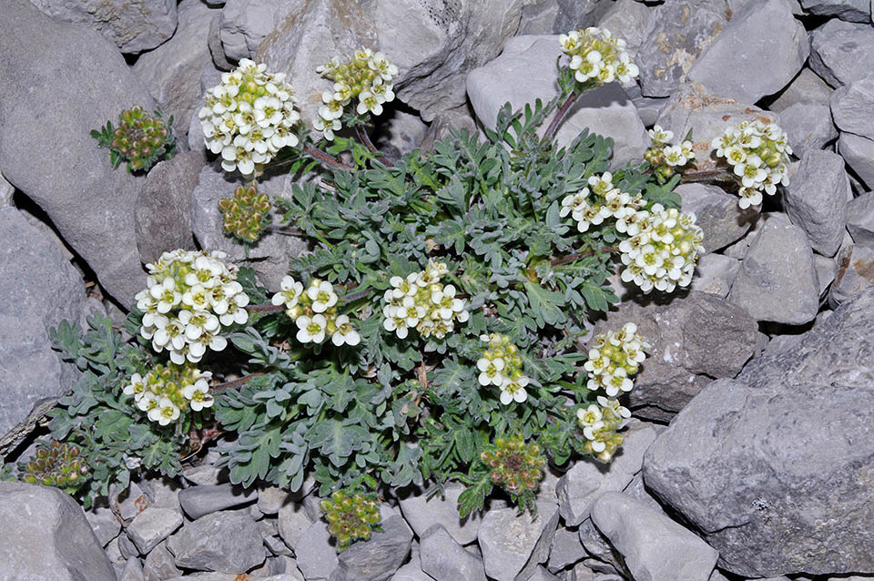 Es una planta con inflorescencias racemosas y pétalos blancos que vive en zonas pedregosas y en prados por encima del límite del bosque, entre 1600 y 4000 m de altitud 
