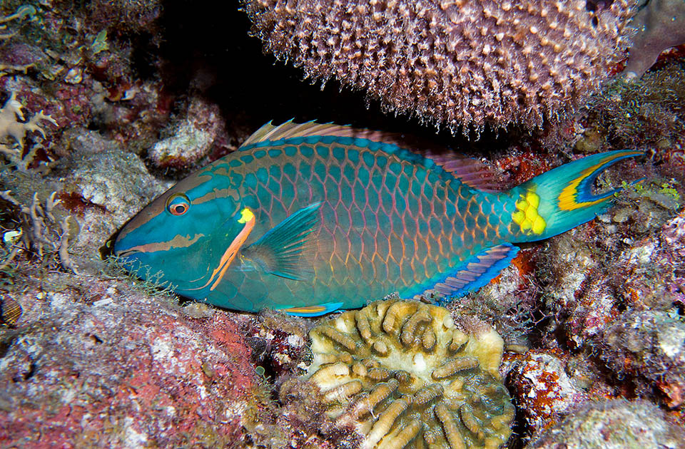 Terminal male of Sparisoma viride in night livery. It has toned down all colours but the mimetic edge of the scales, but does not renounce to the characteristic yellow speck and to the luminous yellow scales present on the caudal peduncle. Probably they simulate in the dark a fake eye to direct predators to a non-vital organ while the fish runs away.