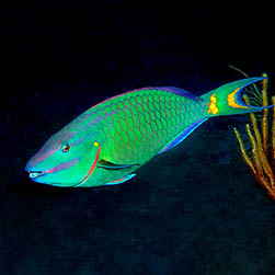 Sparisoma viride Monaco Nature Encyclopedia