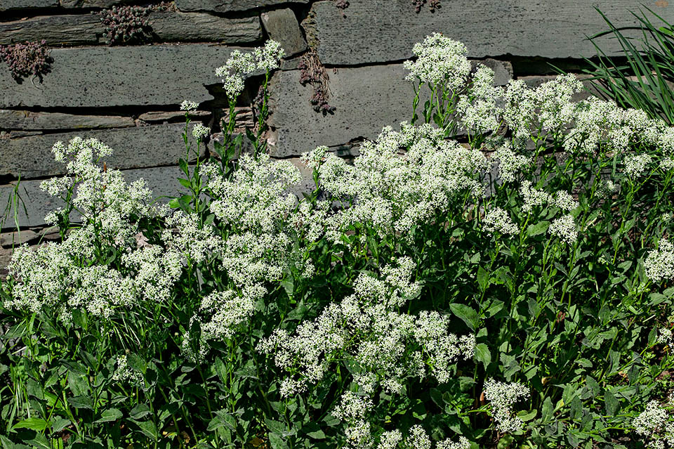 Lepidium draba