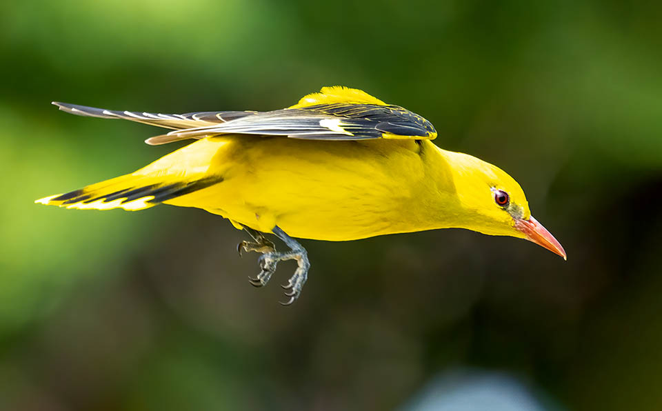 Oriolus oriolus Monaco Nature Encyclopedia
