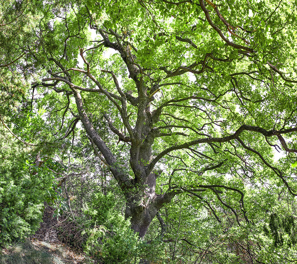 Porte de un majestuoso roble pubescente (Quercus pubescens) en un bosque mediterráneo. 