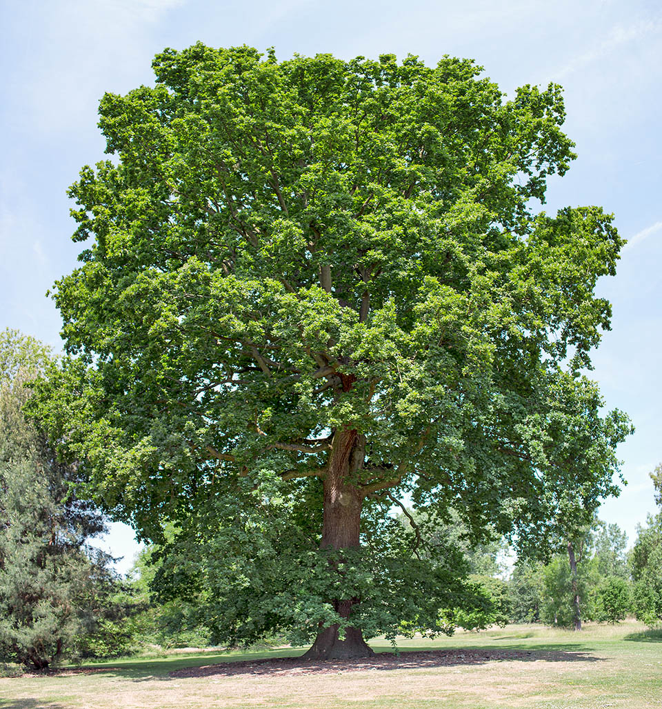 Quercus robur