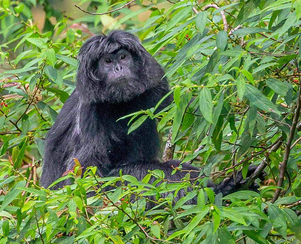 Trachypithecus auratus, Langur de Java