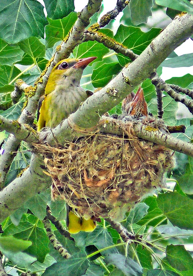 Oriolus oriolus Monaco Nature Encyclopedia