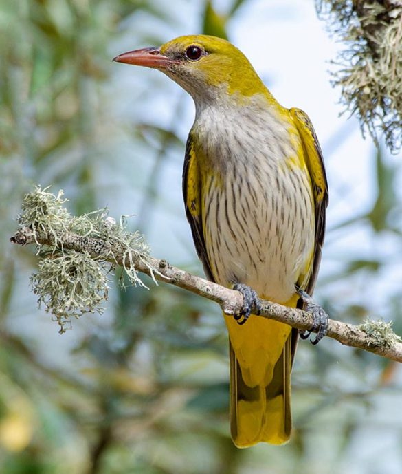 Oriolus oriolus - Monaco Nature Encyclopedia