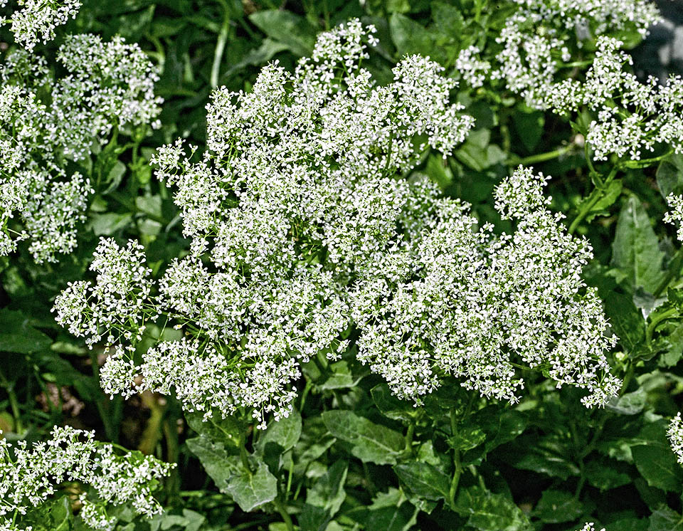 Lepidium draba