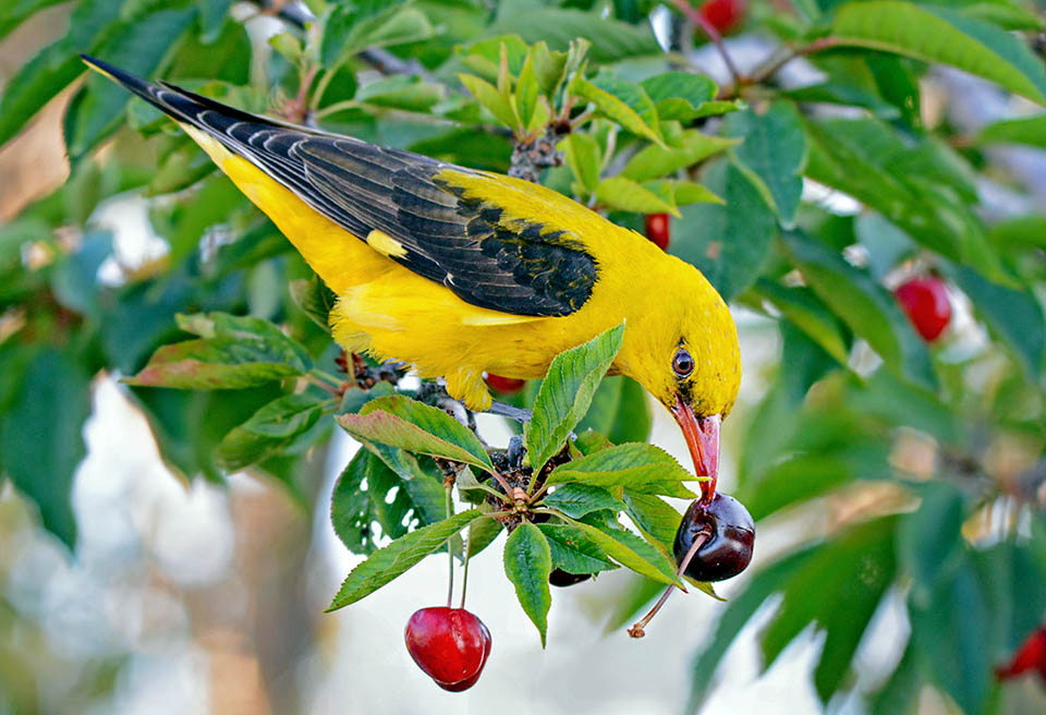 Oriolus oriolus Monaco Nature Encyclopedia