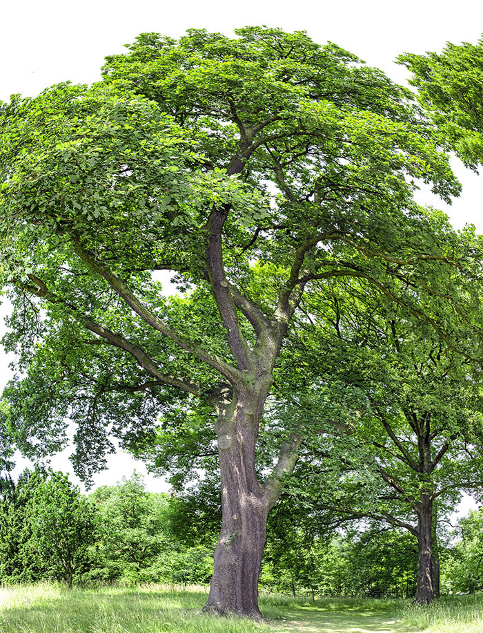 Quercus pubescens isolated tree.