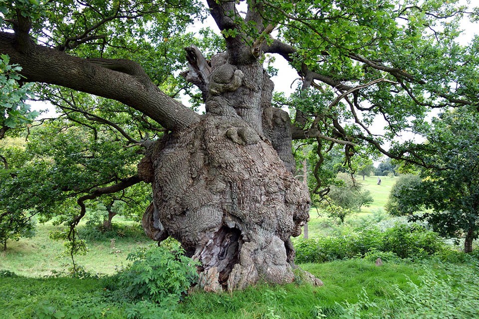 Quercus robur