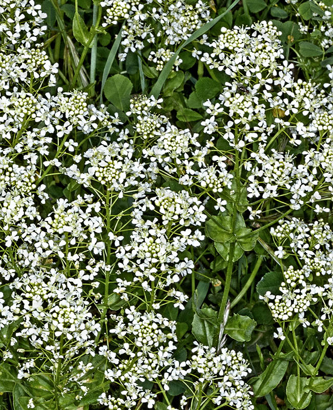 Lepidium draba