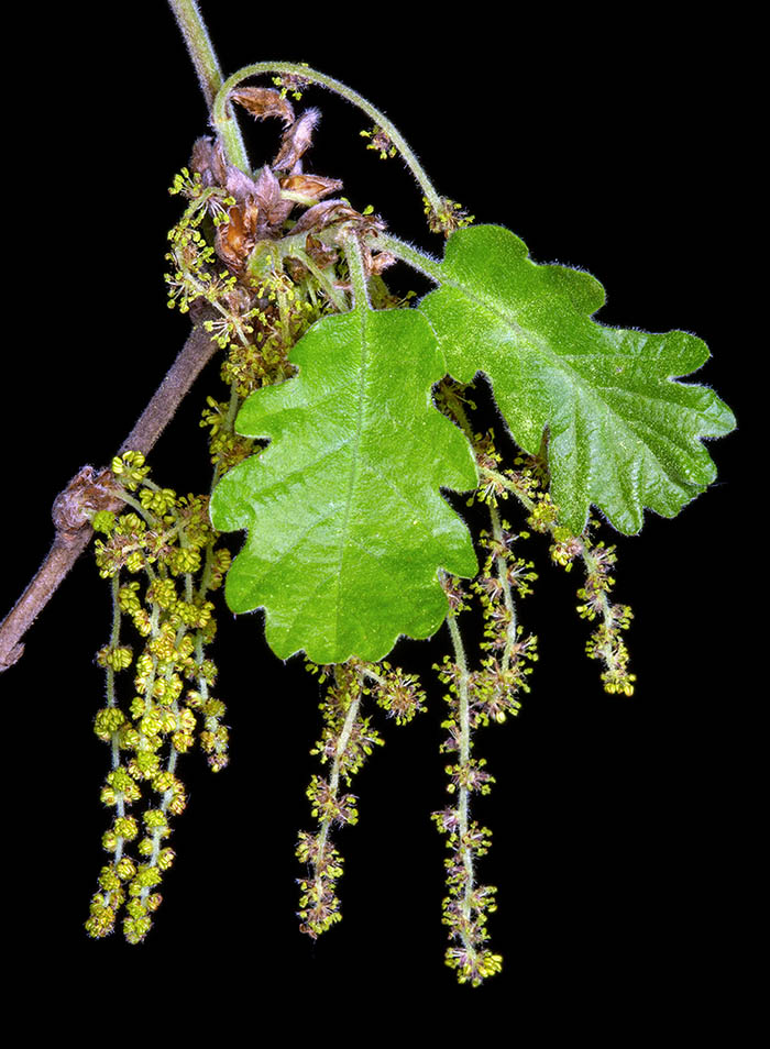 Quercus pubescens inflorescences.