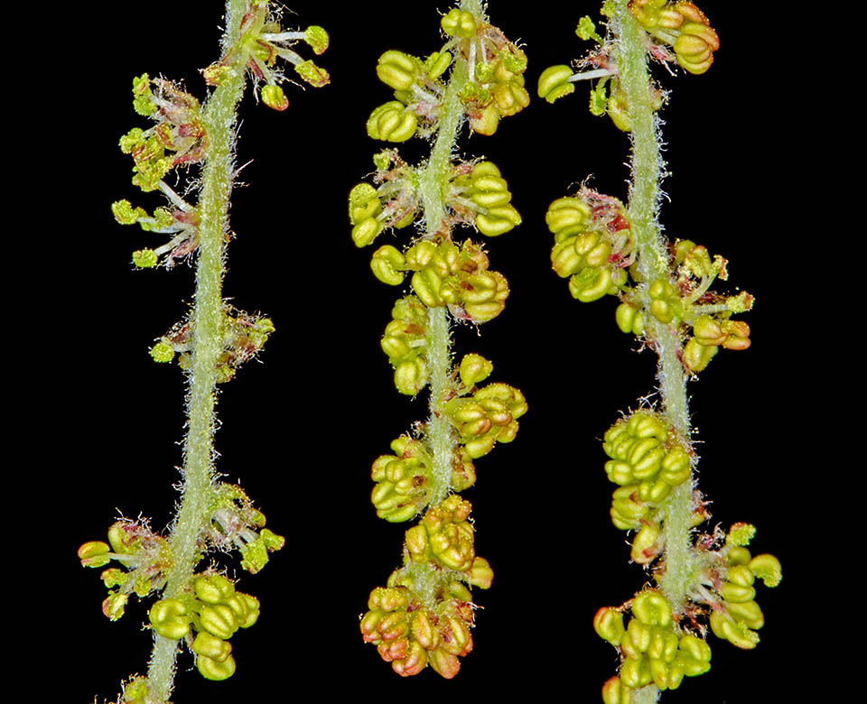 Quercus pubescens fiori maschili.