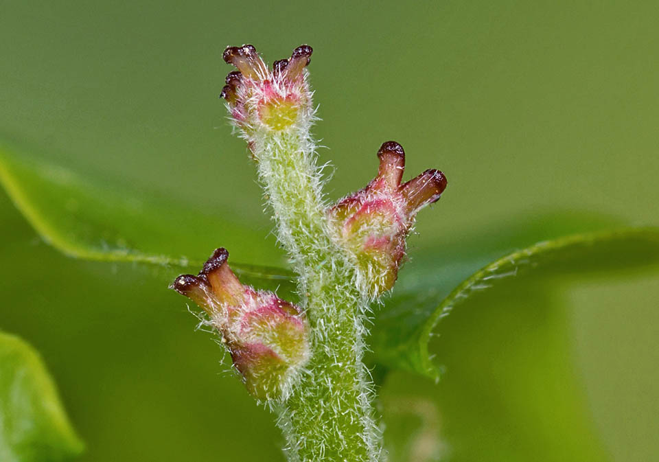 Quercus robur