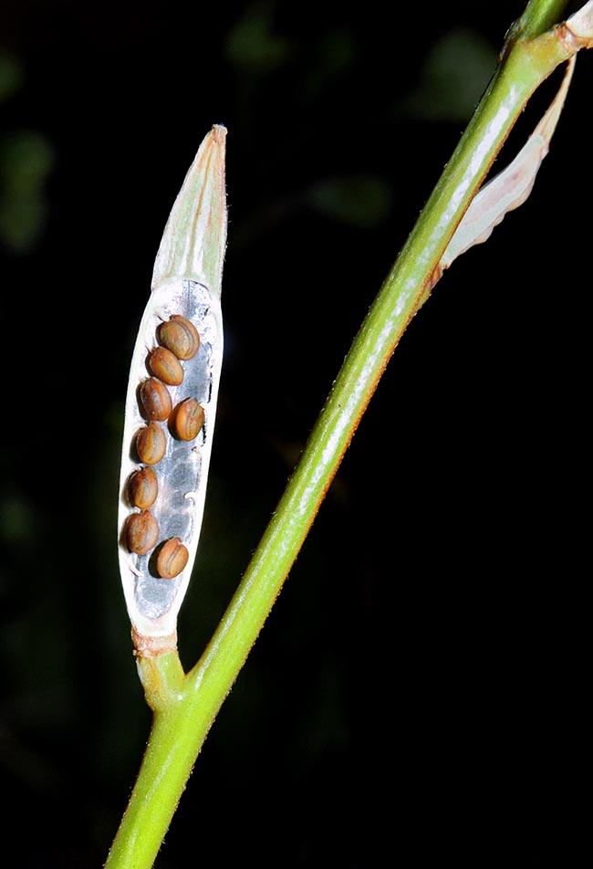 Eruca sativa