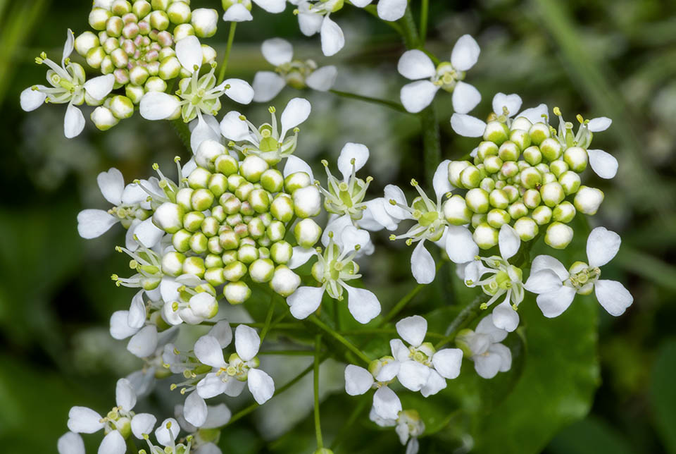 Lepidium draba