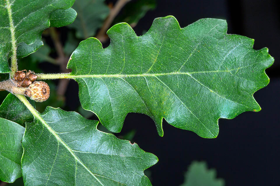 Quercus pubescens fiore femminile.