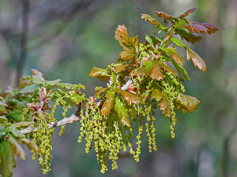 Quercus robur