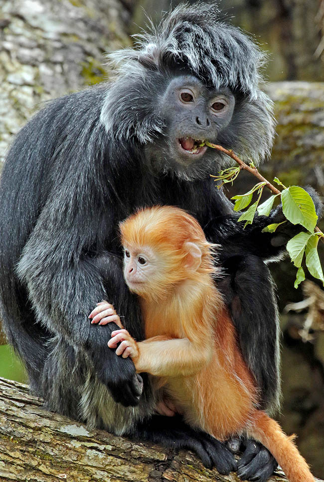 Trachypithecus auratus, Langur de Java