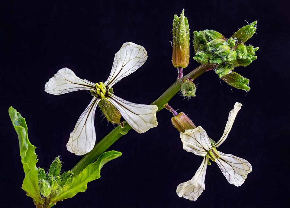 Eruca vesicaria subsp. vesicaria