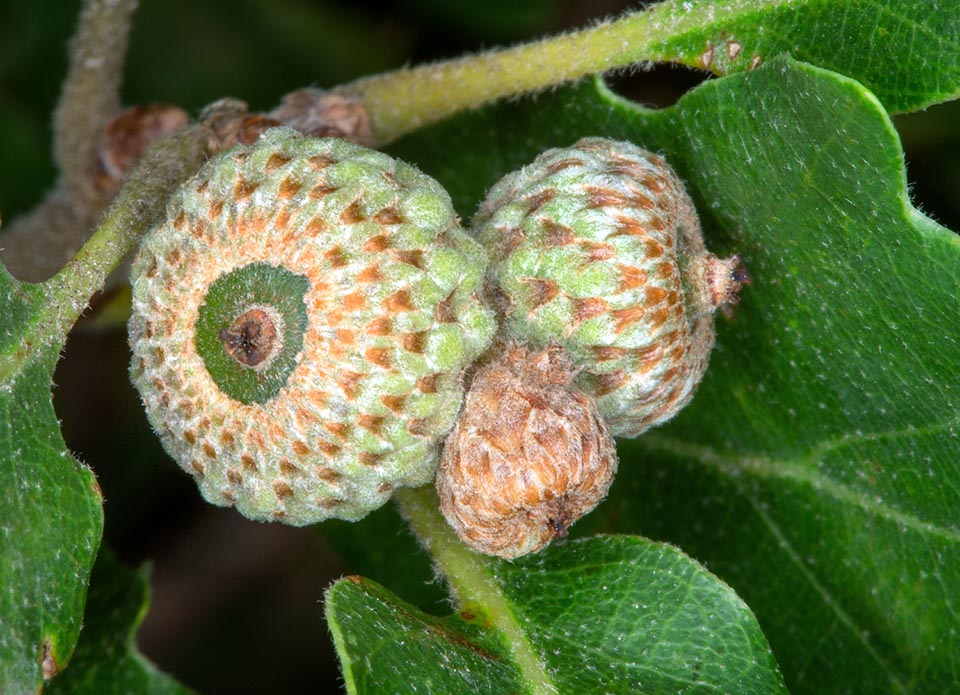 Quercus pubescens con bellotas en desarrollo.