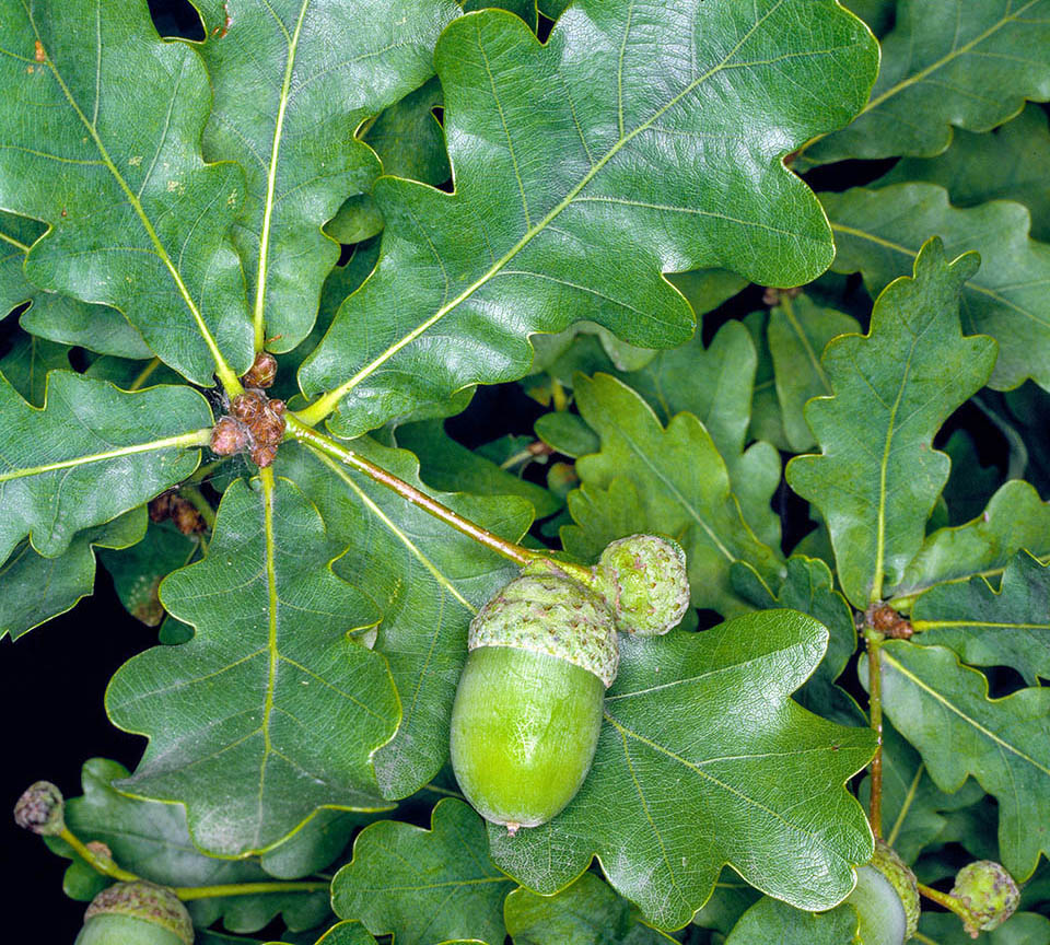 Quercus robur