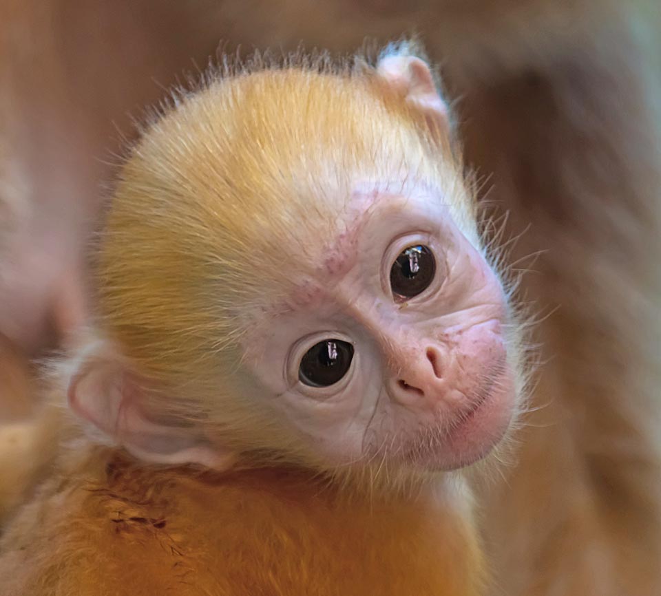 Trachypithecus auratus Monaco Nature Encyclopedia