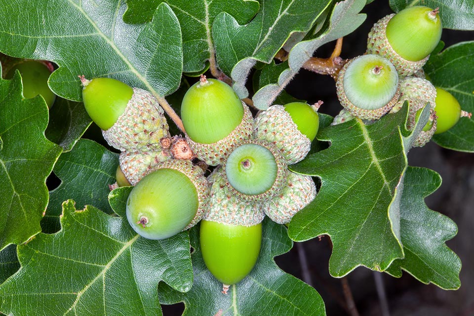 Quercus pubescens with acorns.