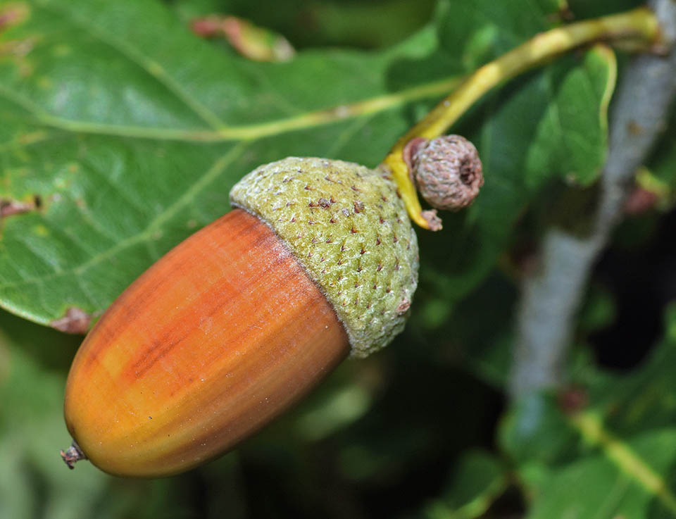 Quercus robur