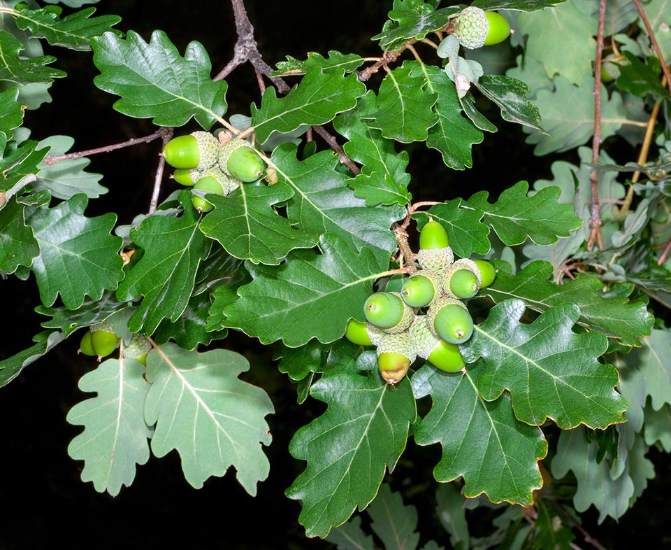 Quercus pubescens ramas, frutos y hojas.