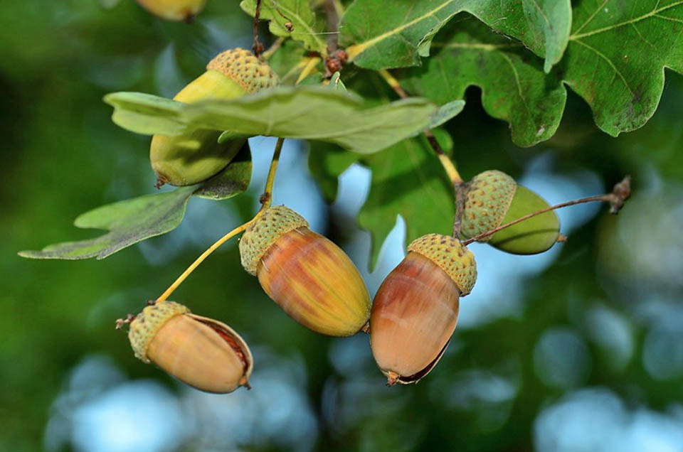 Quercus robur