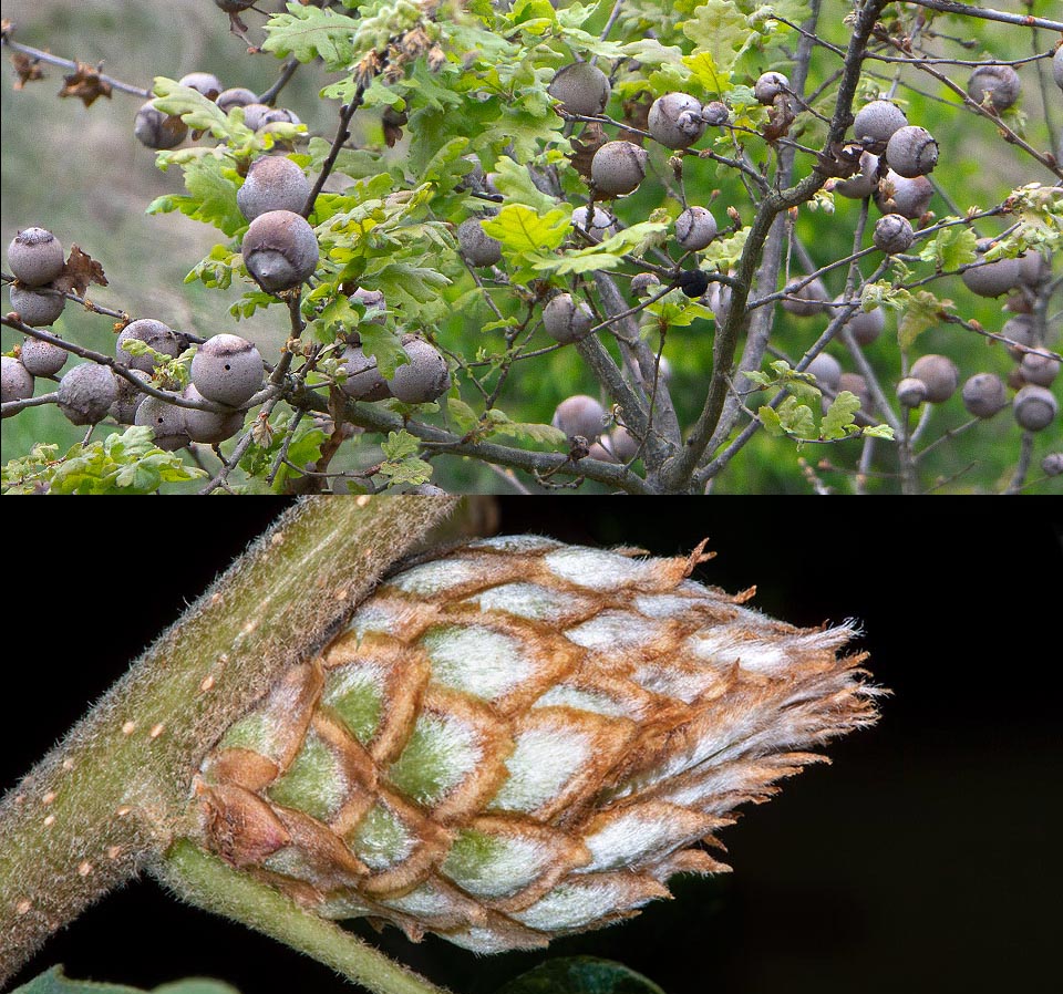 Andricus quercustozae, Andricus foecundatrix