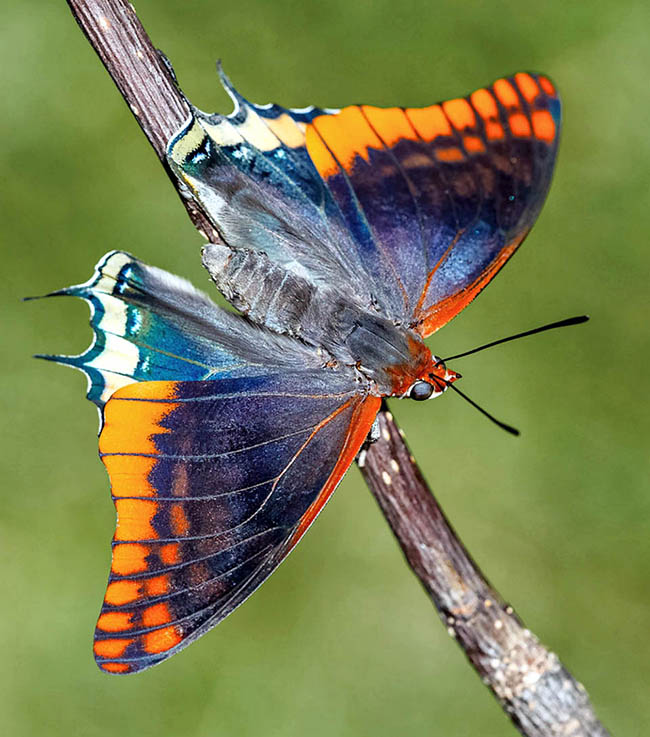 Charaxes jasius, With 7-8 cm of wingspan in the males and 8-9 cm in the females, the multicoloured Two-tailed pasha (Charaxes jasius) is very diffused with several subspecies in sub-Saharan Africa and along the Mediterranean Basin coasts