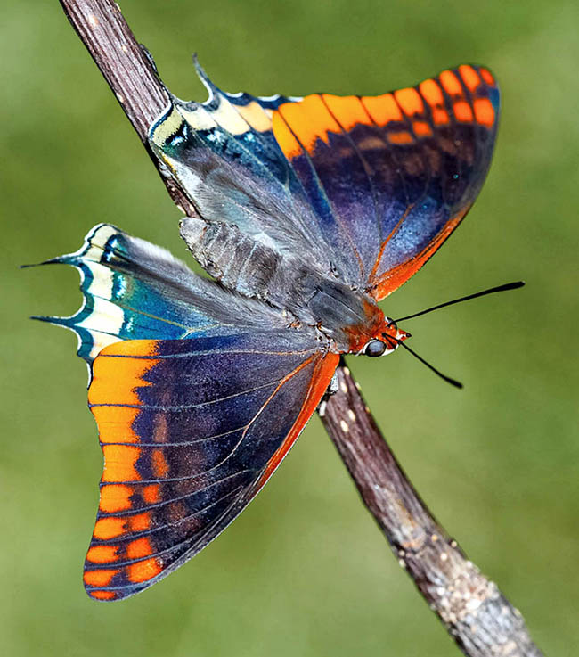 Avec une envergure de 7-8 cm chez les mâles et 8-9 cm chez les femelles, Charaxes jasius est très répandu, avec plusieurs sous-espèces, en Afrique subsaharienne et sur le pourtour du bassin méditerranéen