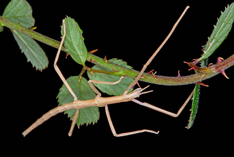 Clonopsis gallica