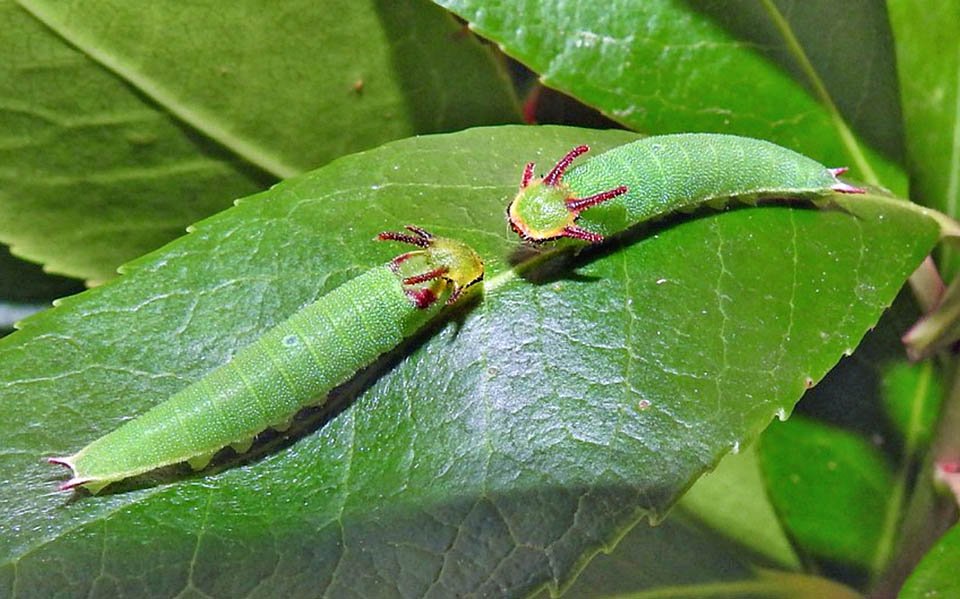 Charaxes jasius. Chenilles prêtes à combattre. Aussi territoriales que les adultes, quand elles se rencontrent sur la feuille elles se poussent l'une l'autre, tête contre tête, avec leurs cornes