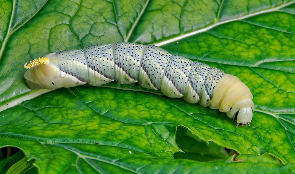 Acherontia atropos, Sfinge testa di morto 