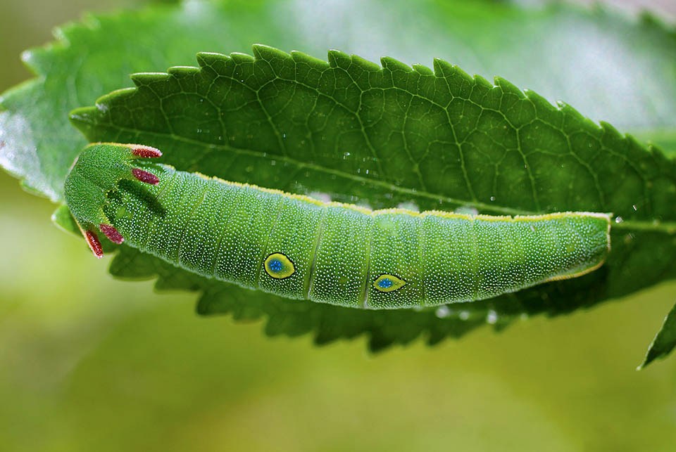 Sur la partie dorsale de l'abdomen sont présents deux ocelles bleu clair cerclés de jaune. La larve mature mesure environ quatre centimètres