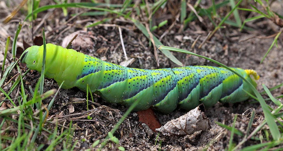 Acherontia atropos, Sfinge testa di morto 